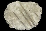 Partial Mississipian Echinoid (Archaeocidaris) - Missouri #145242-1